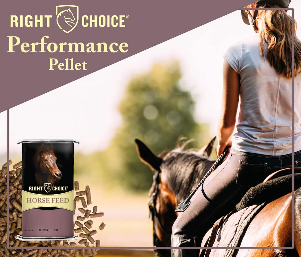 right choice pelleted horse feed imagery