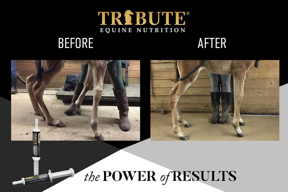 tribute advance paste testimonial graphic horse supplement