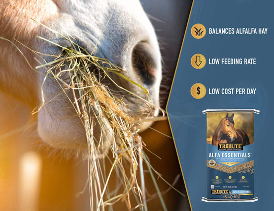 tribute alfa essentials horse feed benefits lifestyle imagery graphic