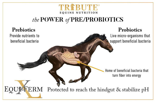 tribute equiferm pre and probiotics explanation graphic