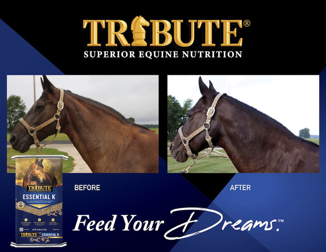 tribute essential k horse feed before and after graphic