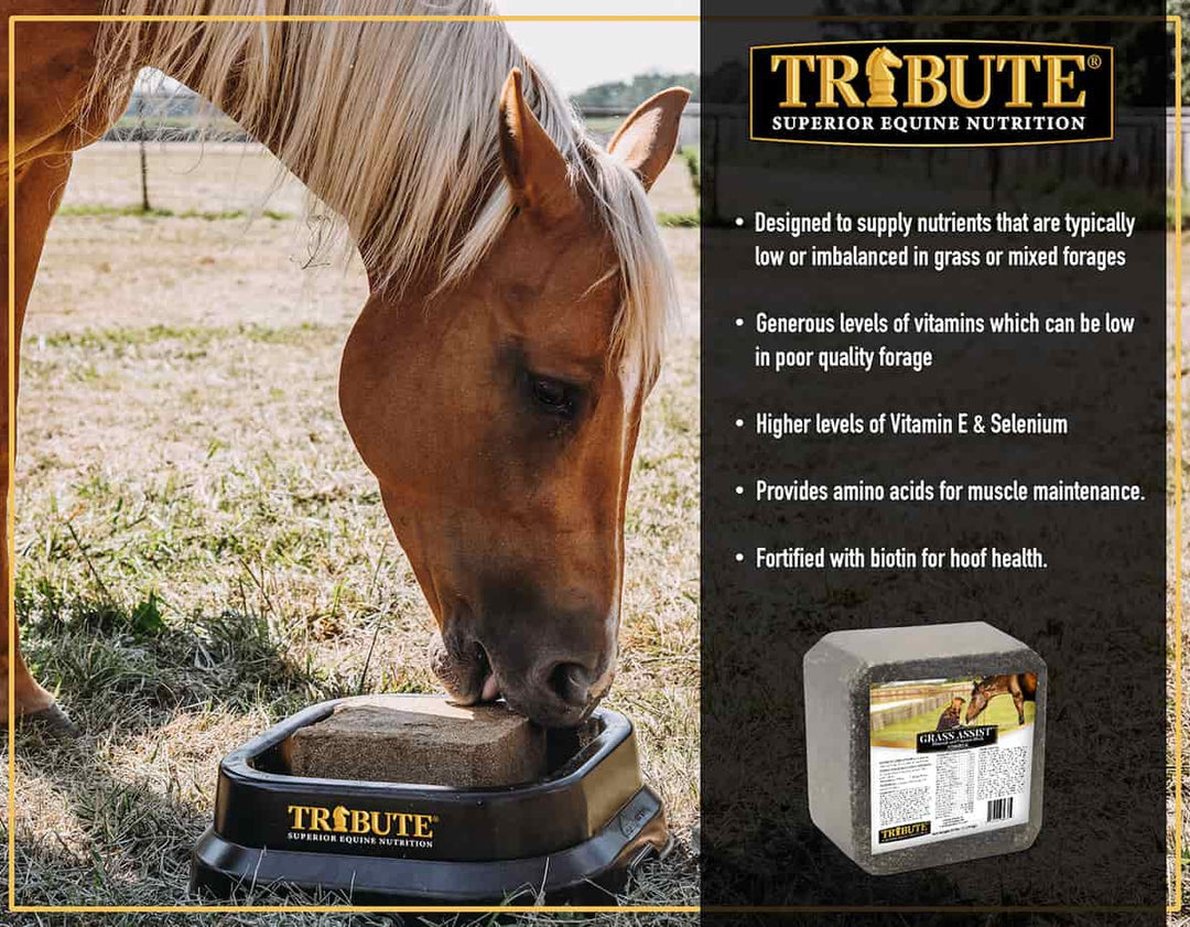 tribute grass assist block benefits horse supplement