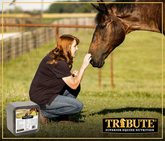 tribute grass assist block imagery horse supplement