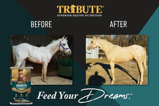 tribute growth pellet before and after graphic