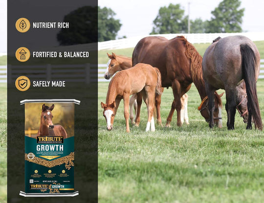 tribute growth pellet horse feed benefits lifestyle imagery