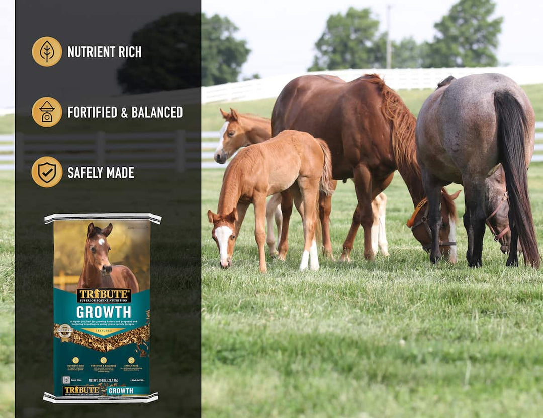 tribute growth textured horse feed benefits lifestyle imagery graphic