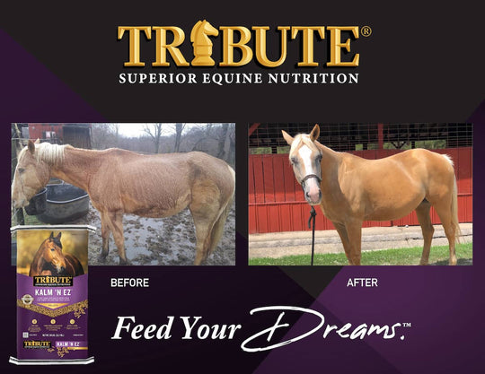 tribute kalm n ez horse feed before and after graphic