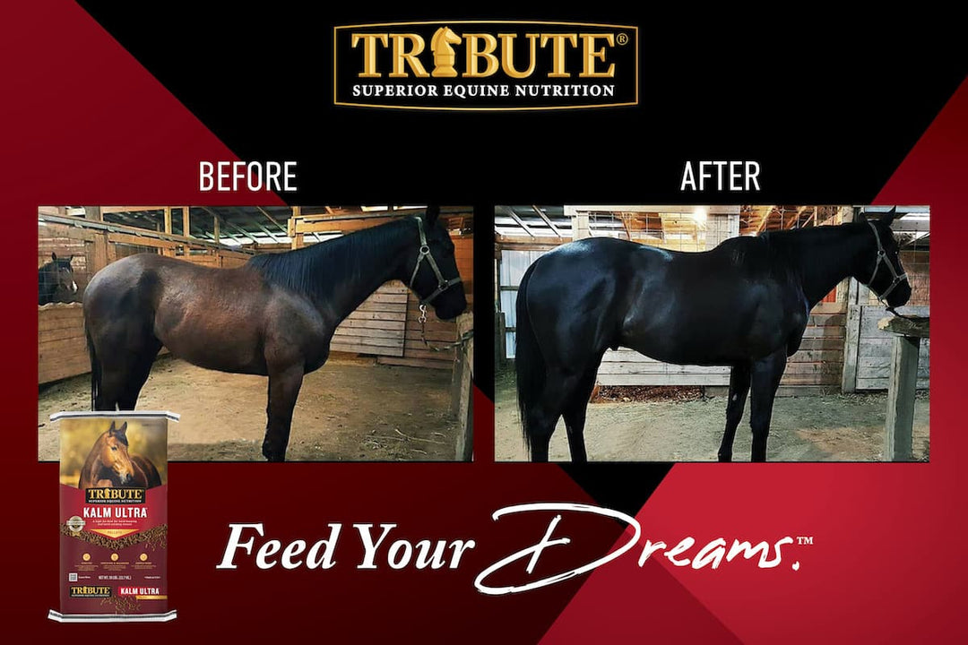 tribute kalm ultra horse feed before and after graphic