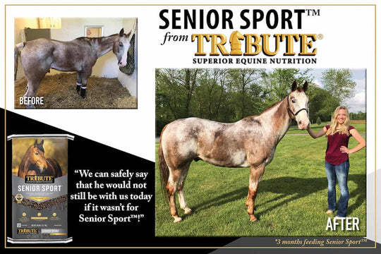 tribute senior sport horse feed before and after graphic