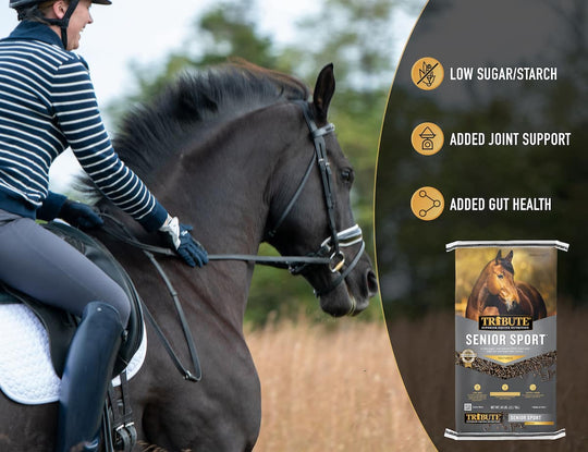 tribute senior sport horse feed benefits lifestyle imagery