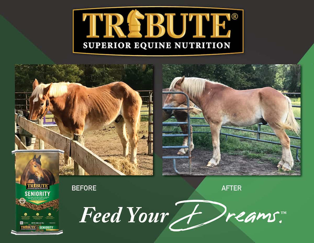 tribute seniority pellet horse feed before and after graphic