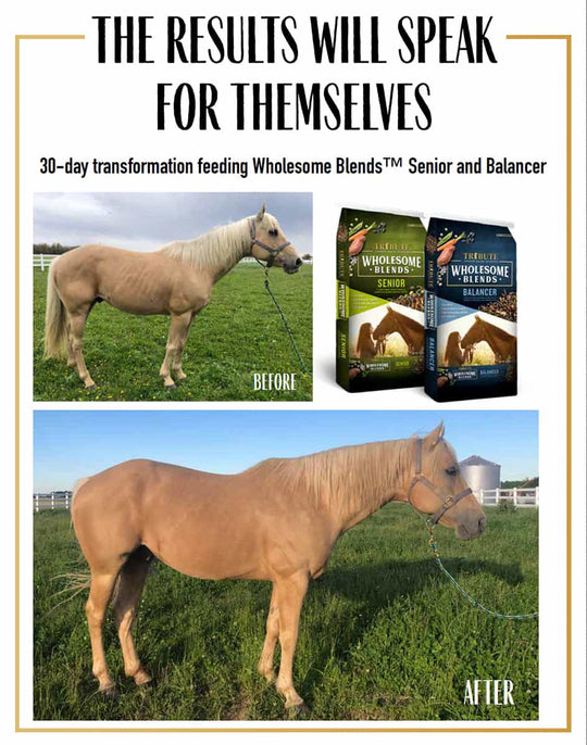 tribute wholesome blends balancer and senior horse feed testimonial graphic