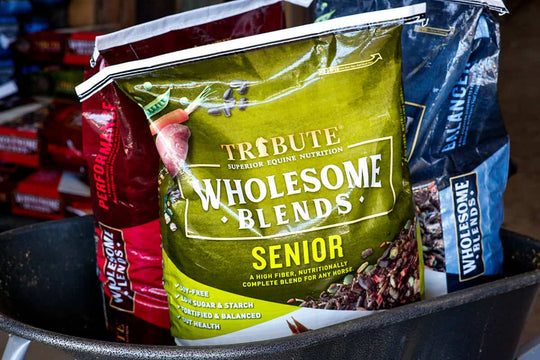 tribute wholesome blends senior horse feed lifestyle imagery